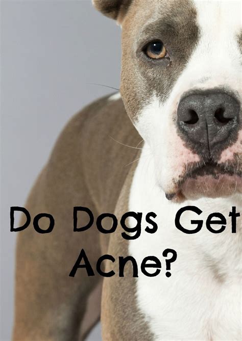 Do Dogs Get Acne If So How Can I Treat It Dog Acne Dogs Dog Care