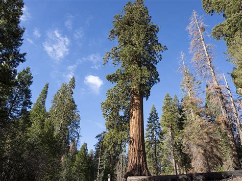 California Wildfires Kill Thousands Of Giant Sequoias