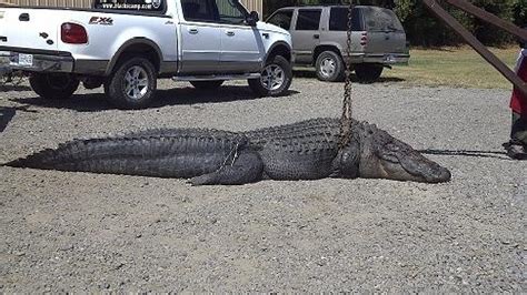 Woman Catches Kills 13 Foot Alligator Wpde