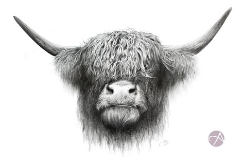 Highland Cow Art Print Pencil Drawing Wildlife Animal A4 Wall Art