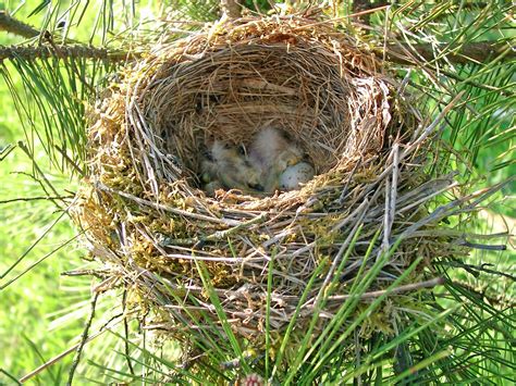 Bird Nest Egg Free Photo On Pixabay Pixabay