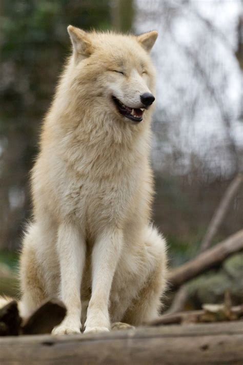 Vsyachina White Wolf 17 Pictures Of Happiest Wolves Who Show The