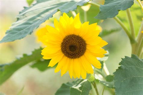 We hope this will help you in learning languages. Imagen gratis: verano, hoja, naturaleza, flora, girasol ...