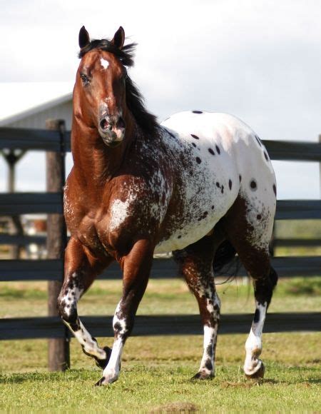 The Secret Pardon Appaloosa Stallion In Appaloosa Horses For Sale