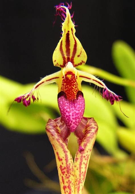 Bulbophyllum Putidum Giulio Celandroni Orchidee