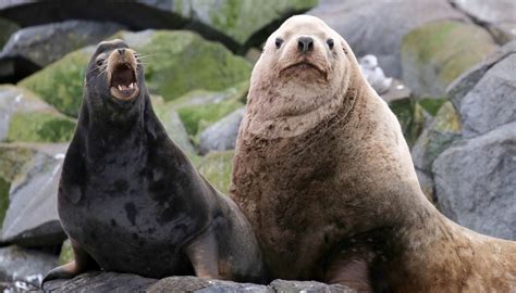 Seven reasons why we love sea lions! - Eagle Wing Tours