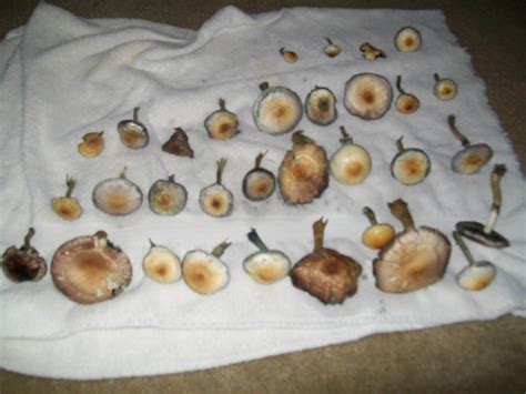 Psilocybe Cubensis Found In Houston Texas More Pics Mushroom