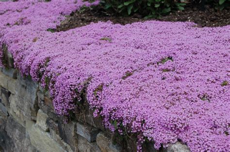 Creeping Thyme Is A Great Ground Cover For Sunny Areas And Pathways