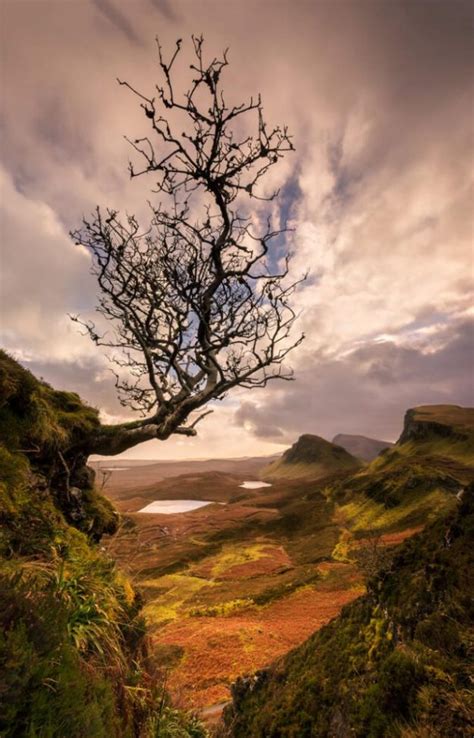 Hanging On Lone Tree Quiraing Isle Of Skye Scotland Melvin