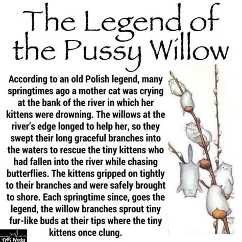 The Legend Of The Pussy Willow According To An Old Polish Legend Many Springtimes Ago A Mother