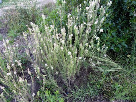 To prevent this weed, mulch garden beds in spring. Plant Identification: CLOSED: A tall weed with white ...
