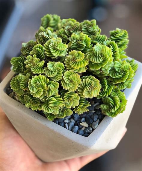 100 Gorgeous Succulent Plants Ideas For Indoor And