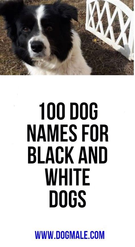 The Best Black Dog Names With Meaning References Radia Bus