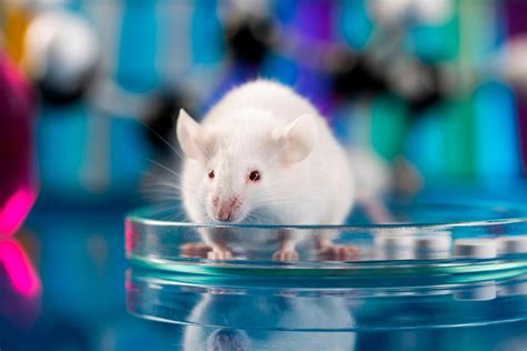 Crispr Used To Control Which Genes Are Passed Down In Mice