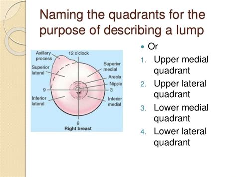 In anatomy and physiology, you'll learn how to divide the abdomen into nine different regions and four different quadrants. Breast Anatomy Quadrants - ovulation symptoms