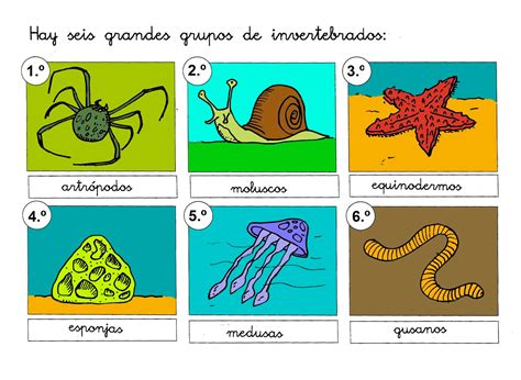 Dibujos De Animales Invertebrados