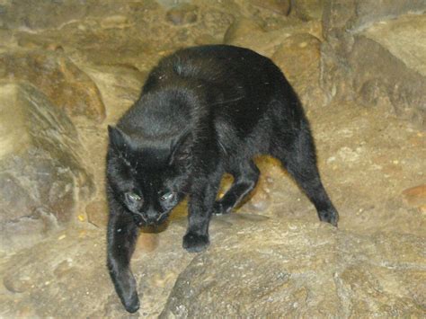 The pampas cat, oncifelis colocolo is a small (33.8 kg) south american felid that ranges from ecuador to southern. CHAT DES PAMPAS - Leopardus colocolo
