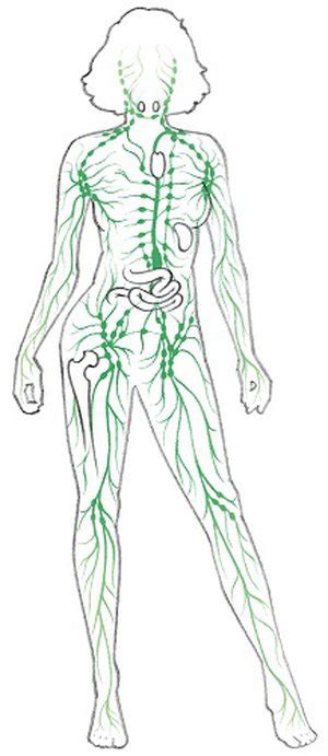 Anatomy of the lymph system. Lymphatisches System | Funktion und Bedeutung | Ofa Bamberg