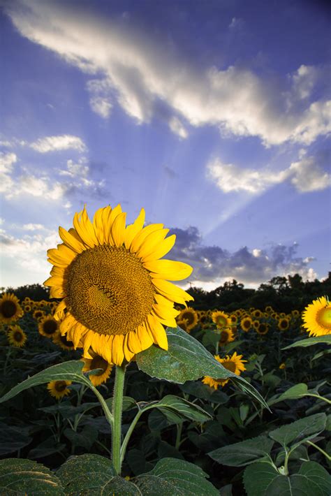 Sunflower Rays Explored 181 Mckee Beshers Wildlife Mana Flickr