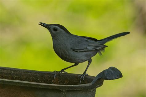 Sib Bird Of The Week Gray Catbird Sib