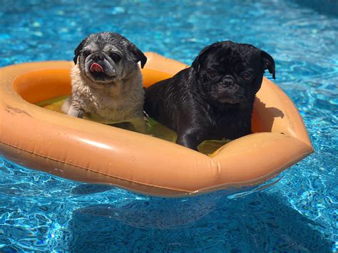 Pug Pool Party Brewster On The Left And Biscuit On The Right 🙂 Rpugs