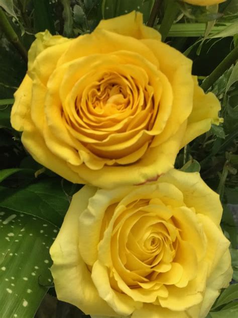 Today's top teleflora flowers promo code: Roses, Dozen Medium Stem, Yellow, Arranged in Fort ...
