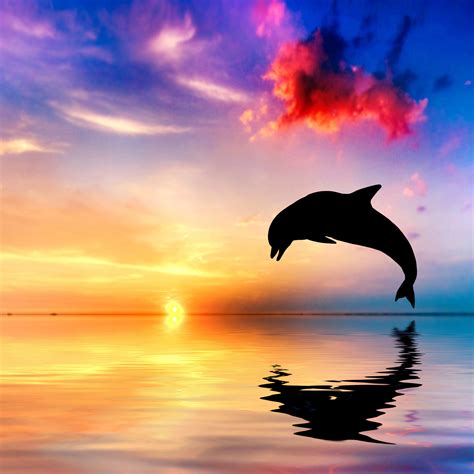 2048x2048 Dolphin Jumping Out Of Water Sunset View 4k Ipad Air Hd 4k