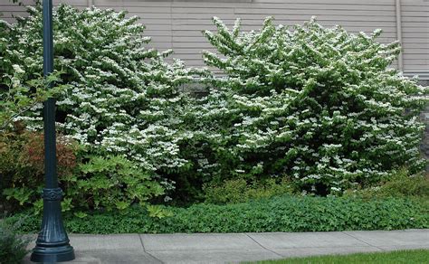 Viburnum Plicatum Var Tomentosum Landscape Plants Oregon State