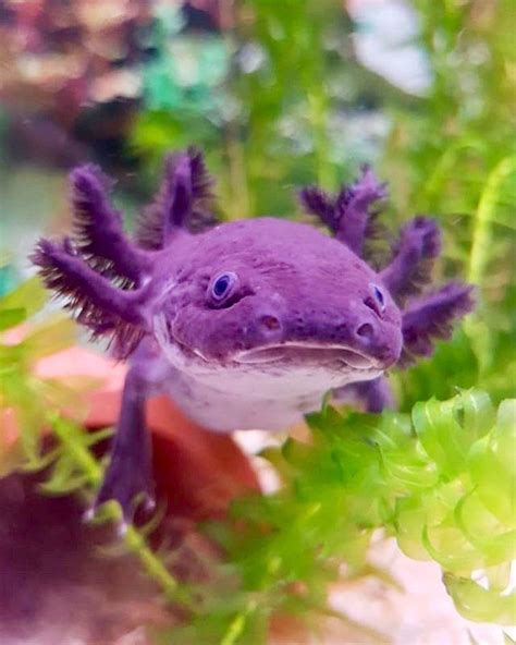 Very Cute Purple Axolotl All Credit To Axolotldeutschland On