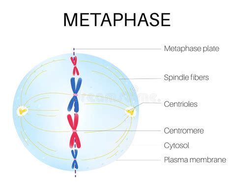 Metaphase Cell Division Stage Of Mitosis Stock Vector Illustration