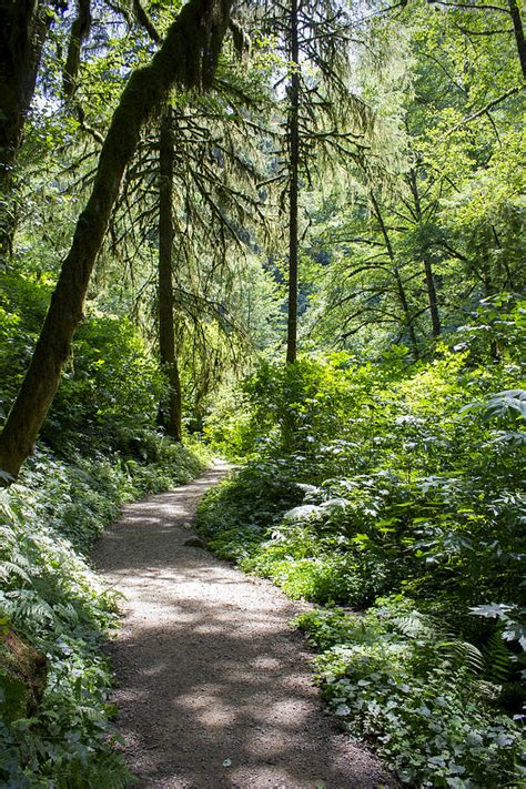 Winding Path In Green Woods Photograph By Alexander Ferguson
