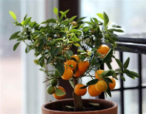 All About Growing Indoor Orange Trees Minneopa Orchards