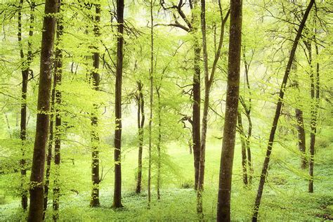 Bright Green Forest In Spring With Beautiful Soft Light Photograph By