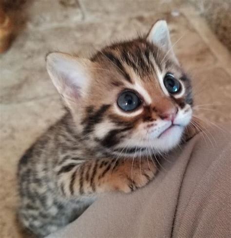 What are the differences between bengal cats and other tabby cats? bengal kittens - Cute Kittens Photo (41543913) - Fanpop