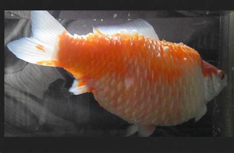 22 Common Aquarium Fish Diseases Symptoms Cause And Treatments