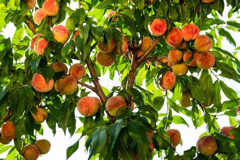 Fresh Ripe Peaches On The Tree Rich Harvest Of Peaches Ripe Fruits
