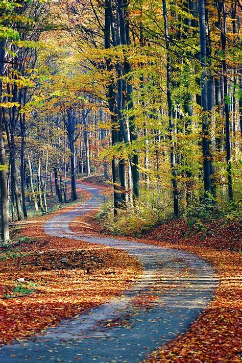 The Winding Path Through Bükk Forest In Autumn Isadoreapparel