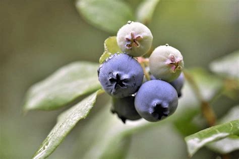 Your Complete Guide To Growing Blueberries Indoors Year Round As A