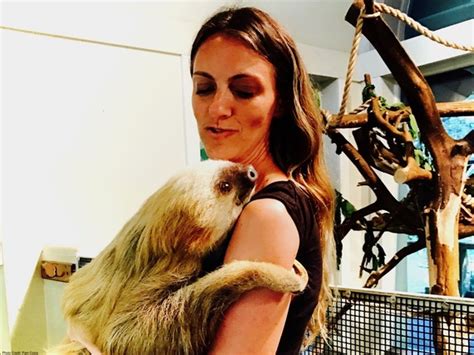 Sloths Must Have The Best Sex Lives Huffpost Women