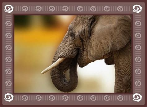 Elephant Spirit Animal Elephant Elephant Meaning