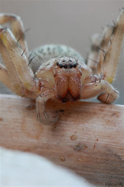 Sie ist die größte viper europas, kommt hier allerdings nur in dagestan und damit am äußersten östlichen rand des kontinents vor. viperas.de