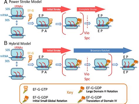 elongation factor g initiates translocation through a power stroke pnas