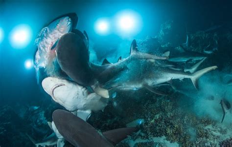 Amazing Ocean Photographs In Underwater Photographer Contest 2019