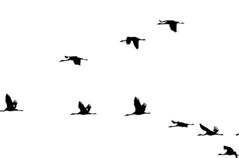 gambar burung terbang kartun berwarna gambar burung