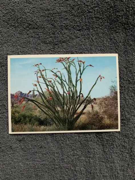 New Unused Post Card Vintage Ocotillo Desert Flowering Plant Petley