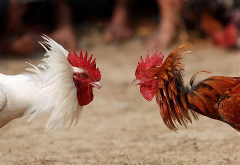 Property In Surrey Bc Searched On Suspicion Of Cock Fighting The