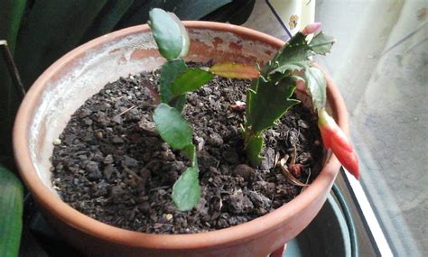 Qui n'a pas dans un petit pot quelque part dans un coin du jardin que les cactus de pâques ou de noël qui fleurissement, pour tacoz, une chose est sûre, il ne sera pas part, où ??? j'ai vu, j'ai photographié, je partage: Mini cactus de Noël