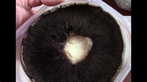 How To Grow Mushrooms From Spore Print