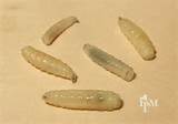 Photos of Termite Larvae Vs Maggots