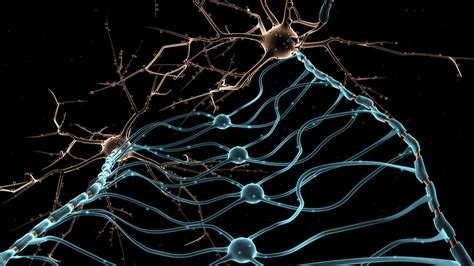Un Vídeo En Tiempo Real Muestra Cómo Se Reparan Las Neuronas Tras